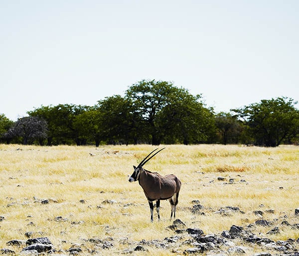 hunting in namibia