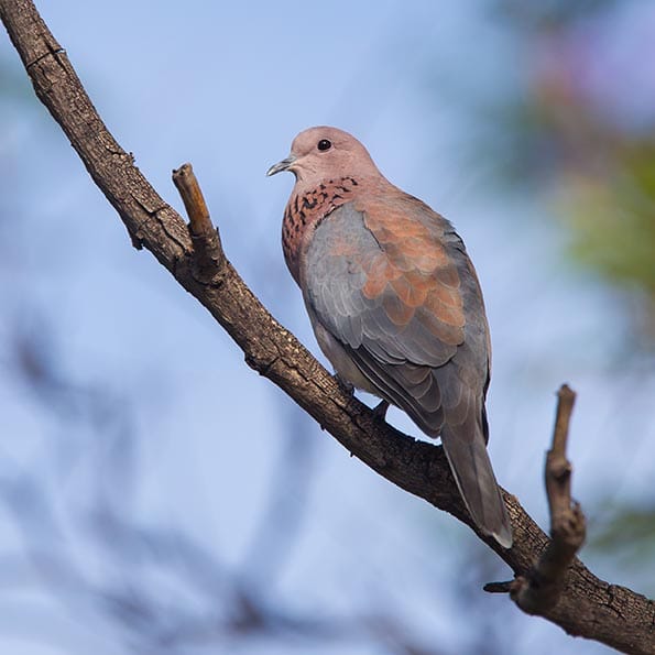 Namibia Cape Turtle Dove, African Laughing Dove
